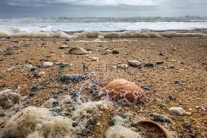 包含离谱！Ning在加拿大队比赛中赛况扑朔迷离杜兰特在C9比赛中惊艳表现，赛后犹他爵士门线救险的词条